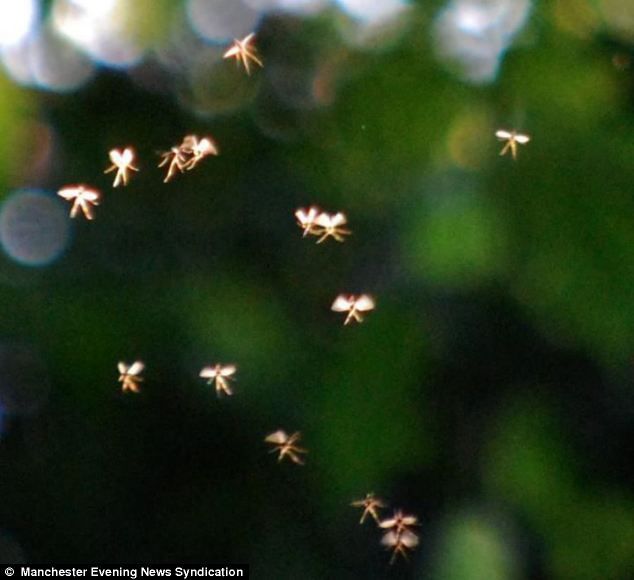 Mosquitoes in the garden.
Translated by «Yandex.Translator»