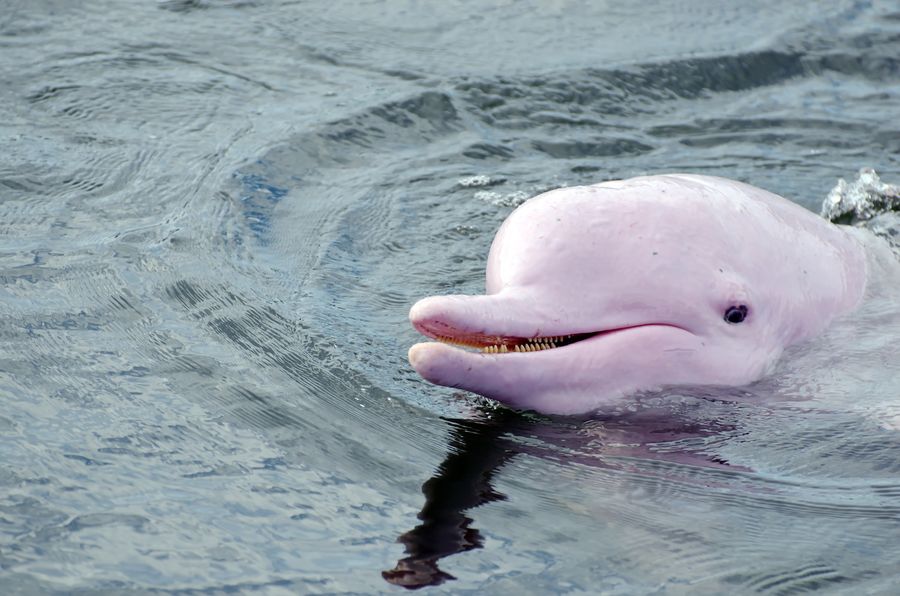 The Amazonian pink river dolphin is naturally famous for its pink color. But many people do not know that it comes in other shades. Dolphins actually start their lives gray when they are young, and slowly turn pink as they get older. Their final color may be influenced by their behavior, diet, the location of capillaries in the skin and exposure to sunlight. They can be of different colors – from predominantly gray with pink spots to pink, similar to flamingos. The most interesting thing is that when this type of dolphin gets excited, they can turn completely bright pink, just like people blush.