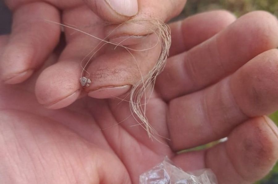 Alleged Yeti hair