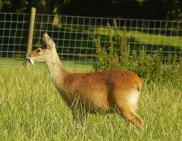 El ciervo de agua o kabarga de pantano (nombre dado por los guardias fronterizos rusos que han observado repetidamente esta especie) (Lat. Hydropotes inermis).La longitud del cuerpo es 75-100 cm, altura — 45-55 cm, peso — 9-15 kg. los Cuernos están ausentes, en los machos los colmillos superiores potentes curvados en forma de sable en 5-6 cm sobresalen de debajo del labio superior. La pequeña cola (5-8 cm) es apenas perceptible. La coloración general es marrón Pardo, el labio superior y los anillos alrededor de los ojos son blancos. El pelaje de verano es corto, el invierno es esponjoso, pero la capa inferior es rara.