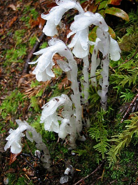 La subespecie es Monocromática (Monotropa uniflora), que crece bajo el dosel de un bosque oscuro. El color pálido de sus brotes se explica por la ausencia de clorofila, en la que la planta no necesita debido a un tipo especial de nutrición. Por su color y forma inusuales, el escalador en Inglés se llama " planta fantasma "o" flor de espíritu "(ghost plant) o" flor de cadáver "(corpse plant), así como" tubo fantasma "(ghost pipe) y" tubo indio " (indian Pipe).A pesar del nombre, el escalón no solo habita en bosques de coníferas. La condición principal para su crecimiento es la presencia de una hojarasca gruesa de hojarasca vegetal, que proporciona la actividad vital del hongo saprotrofa. Y luego llegamos a la característica más interesante de esta planta: su forma de comer. Los elevadores no producen nutrientes por sí solos durante el proceso de fotosíntesis (recordamos que no tienen clorofila), sino que los obtienen ya preparados a partir de hifas de hongos a las que están conectados bajo tierra. Los elevadores a menudo crecen en forma de anillos de bruja, lo que se explica por su interacción con los hongos. Los anillos son el resultado del crecimiento radial del micelio y son característicos de muchos grupos de hongos del sombrero, así como de los micoheterótrofos dependientes de ellos.Fuente del texto: elementy.ruFoto:La foto fue tomada en el bosque nacional Redwood en California. Filmado durante la lluvia.