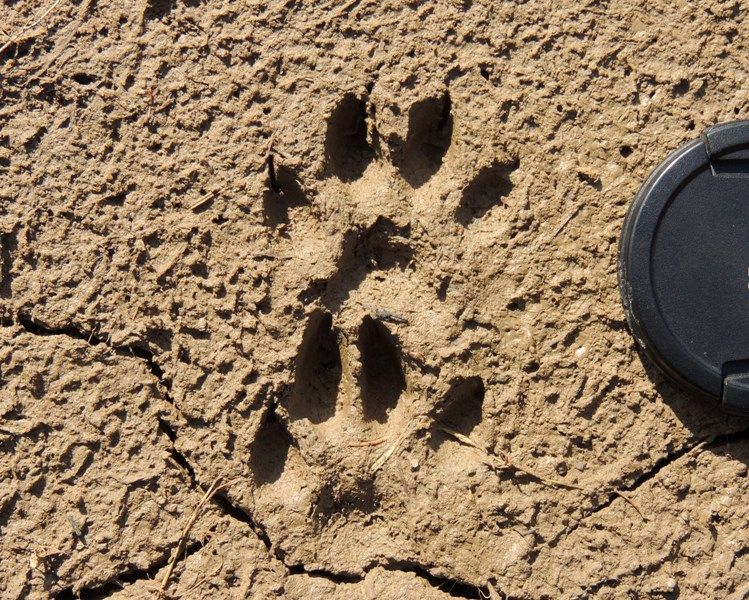 Footprints of a raccoon dog
Translated by «Yandex.Translator»
