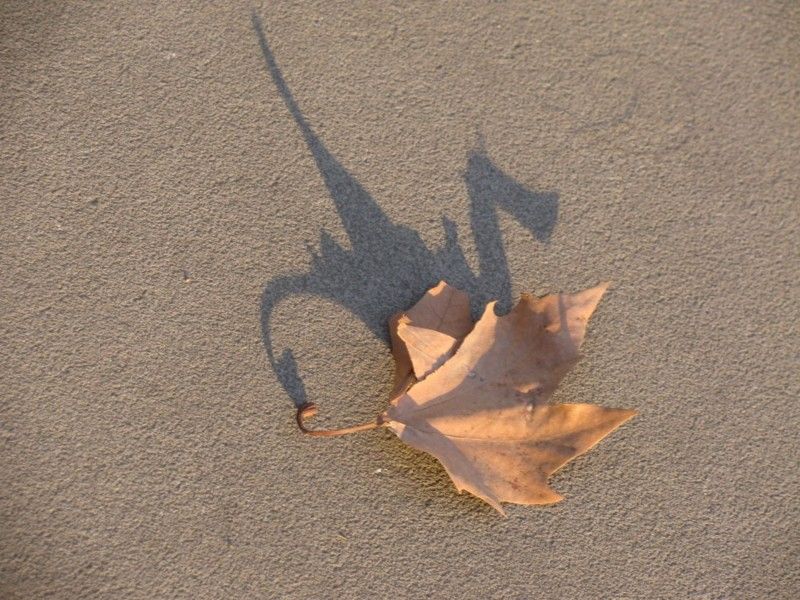 The fallen leaf with the shadow of the dragon
Translated by «Yandex.Translator»