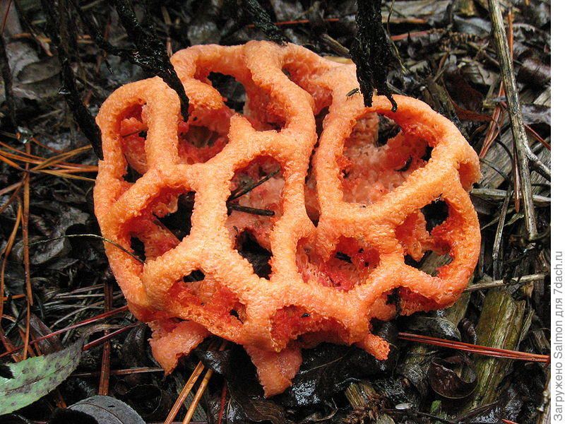 Clathrus red, or reshetochki. Derevorazrushayuschie inedible mushroom that can be found in southern areas with a mild climate.

 
Translated by «Yandex.Translator»