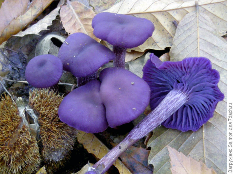 lukovica amethyst (Laccaria amethystina (Huds.) Cooke, "Deceptive amethyst") is striking for its purple color (with age, the violet color disappears).
Translated by «Yandex.Translator»