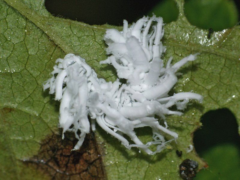 Blackcurrant wrinkled Sawfly Eriocampa dorpatica Konov.The larva is yellowish-green with a light brown head. It is covered with light fluffy secretions and looks like white pieces of cotton wool. The larva feeds and develops in June-July from the underside of the leaf blades, roughly eating them. One generation develops, the sawfly winters in the soil. In most cases, the larvae are solitary and do not cause much harm to currant bushes.