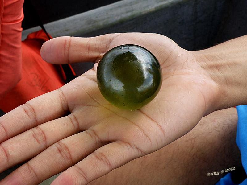 Valonia-bellied. Giant single-celled plant algae. Known as "the seaweed bubble" and "the eyes of sailor". Found worldwide in tropical and subtropical areas.
Translated by «Yandex.Translator»