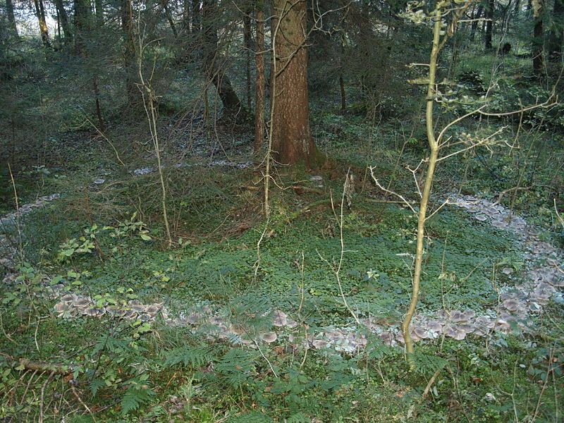 Abundant ring of Clitocybe nebularis