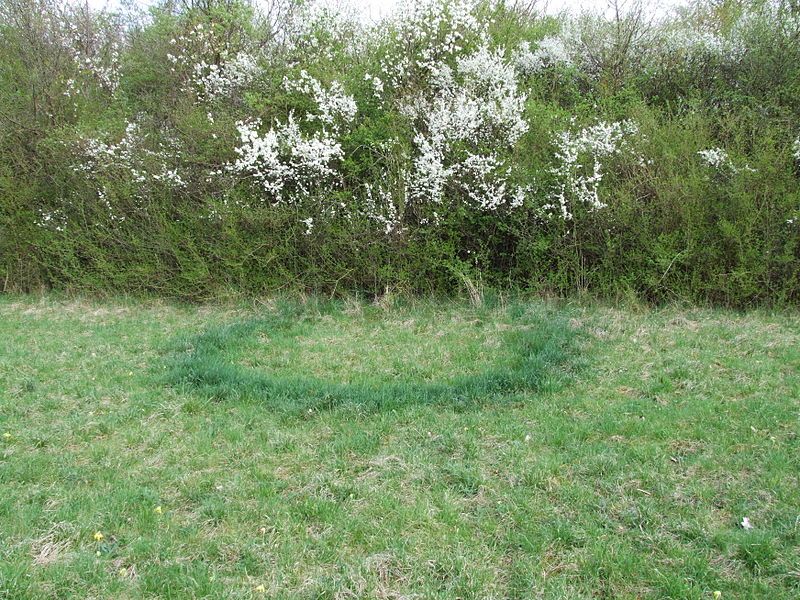 Ring in the meadow on Sperrberg