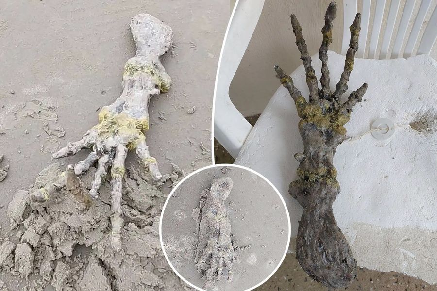Long past Halloween, a creepy skeleton hand washed up on the shores of a Brazil beach.Jam Press Vid/Leticia Gomes Sant

После Хэллоуина на берег бразильского пляжа выбросило жуткую руку-скелет.
