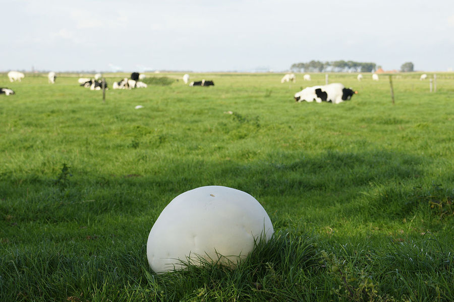 Головач gigante (Calvatia gigantea (Batsch) Lloyd). Frutas el cuerpo alcanza el 50 véase puede encontrar en los bordes de madera y los bosques mixtos, en los campos, los prados, en las estepas, e incluso en jardines y parques.
Traducido del servicio de «Yandex.Traductor»