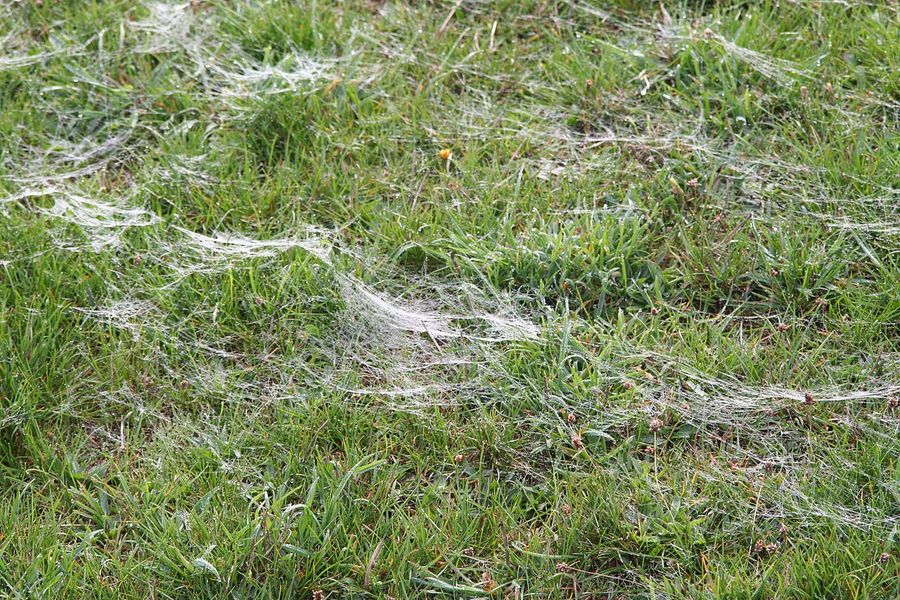 The web landed on the grass
Translated by «Yandex.Translator»