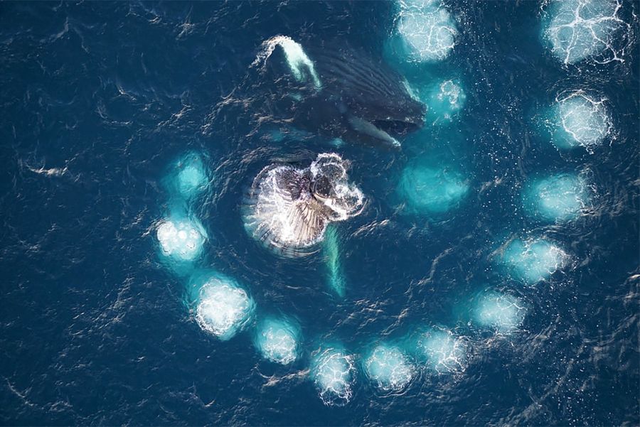 Humpback whale attacks its prey by surrounding them with "bubble netting" - a turbulent cylinder of bubbles, which creates a whale, forcing the air through his blowhole when he rises in a spiral up to the surface of the ocean.
Translated by «Yandex.Translator»