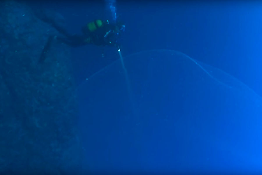 Diver near laying eggs squid
Translated by «Yandex.Translator»