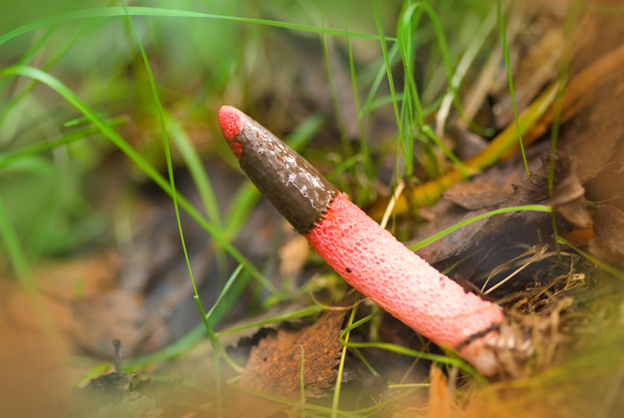 Mutinous dog (Mutinus caninus) is derived from the Roman phallic deity Mutinus Mutunus, which means "like a dog". The fungus included in the Red book and, though very rare, can be found from July to October in Karelia, Leningrad, Stavropol and Tomsk regions, Primorsky and Krasnodar Krai, Estonia, Lithuania, Ukraine, Georgia and Armenia, as well as North America. Loves rotten wood, stumps, sawdust.
Translated by «Yandex.Translator»