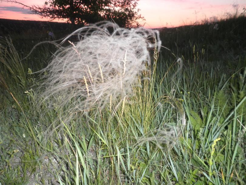 Estipa plumosa en el campo.
Traducido del servicio de «Yandex.Traductor»