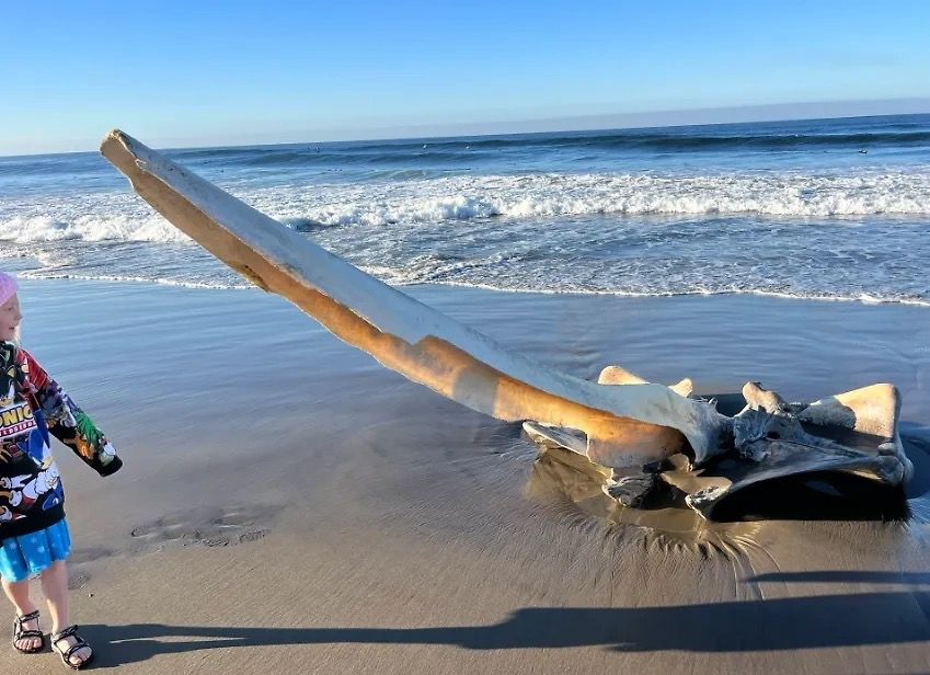 In California, a giant skull was found on the ocean shore. Cover © X / Louiseyourmama