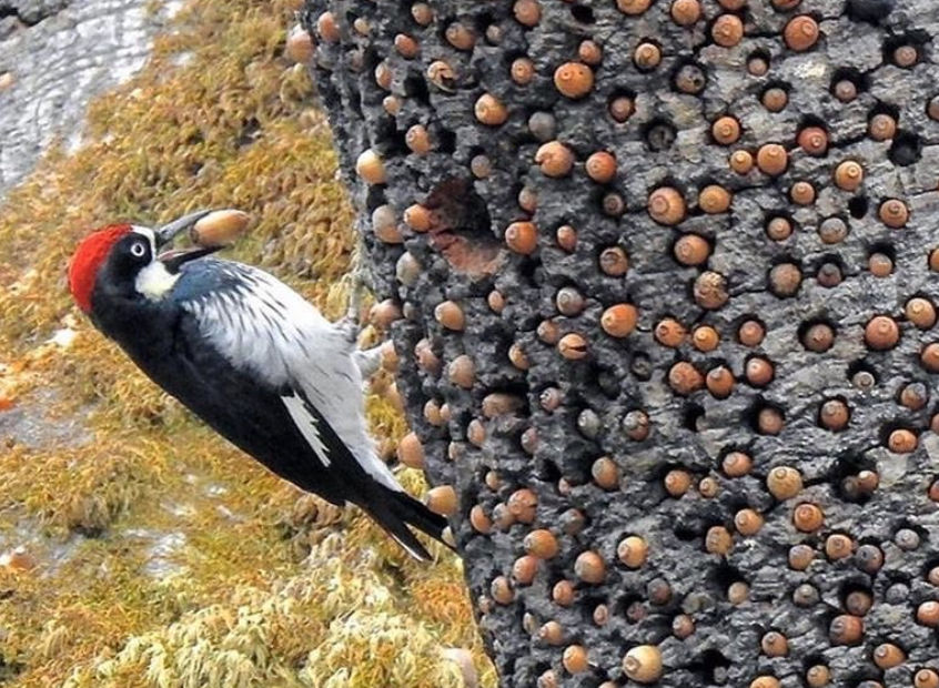 gismeteo

The Stakhanovite movement: the five-year plan in three years, according to the version of the acorn woodpecker.
Translated by «Yandex.Translator»