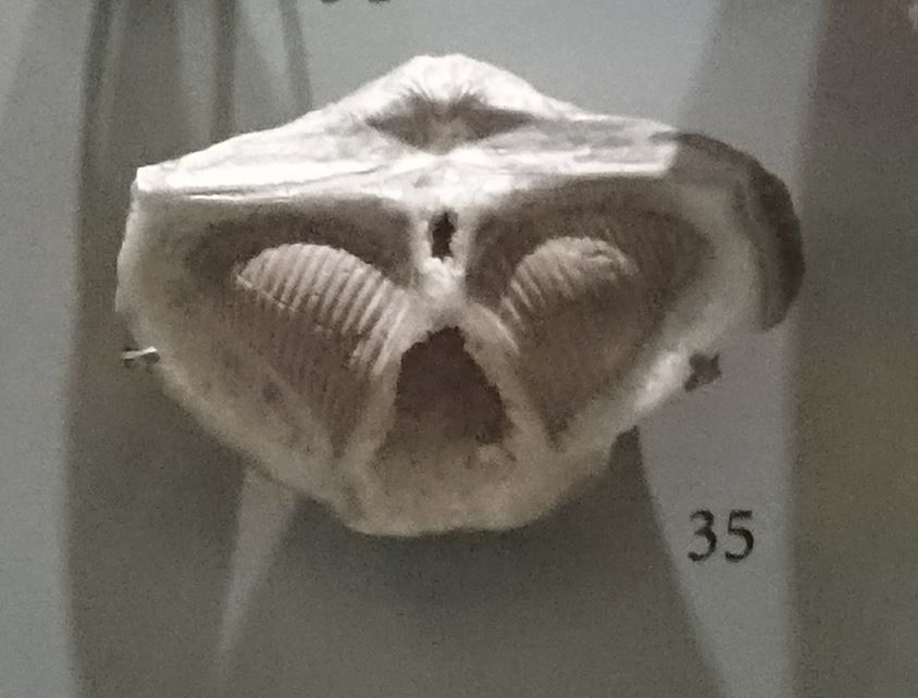 A brachiopod fossil or an alien head? You decide.Seriously, imagine that you found something like this before the 19th century and have no idea about fossils. He also reminds me of a character from Star Wars. In truth, it is actually a brachiopod from a carboniferous tree called Spirifer.