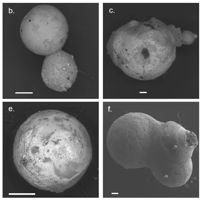 Differentiated spherules include the "BeLaU" type in the two examples on the right.