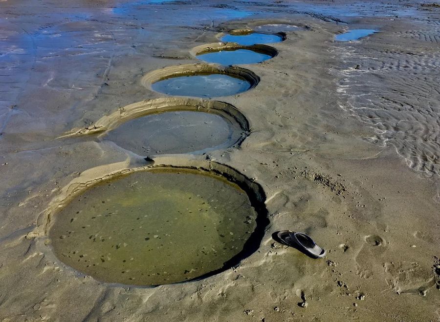 The remains of a scientific study of mollusks