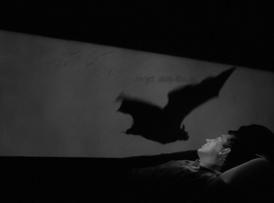 The shadow of a vampire in the guise of a bat