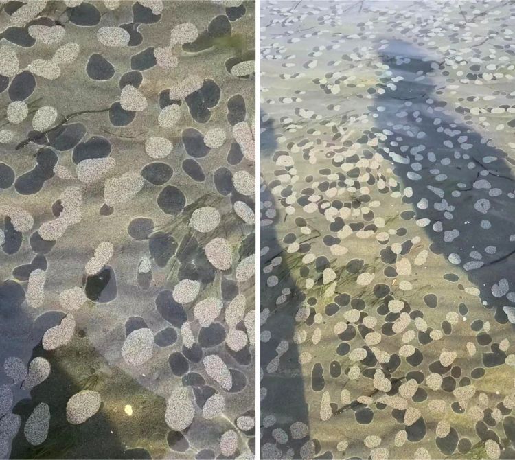 Dry sand caught by the tide, which floats on the water due to surface tension. A rare phenomenon that requires the sand to completely dry out.