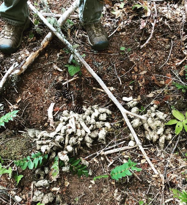 The collection of feces seems to be bigger than the size of 13 shoes (Image: @thesteamboatinn/Instagram)