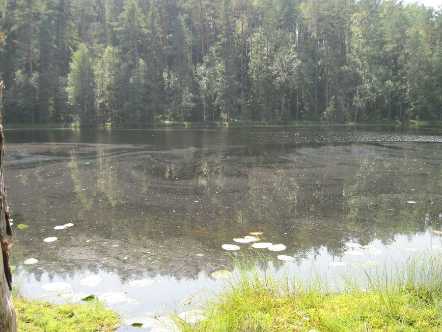 Lake view in summer 2012