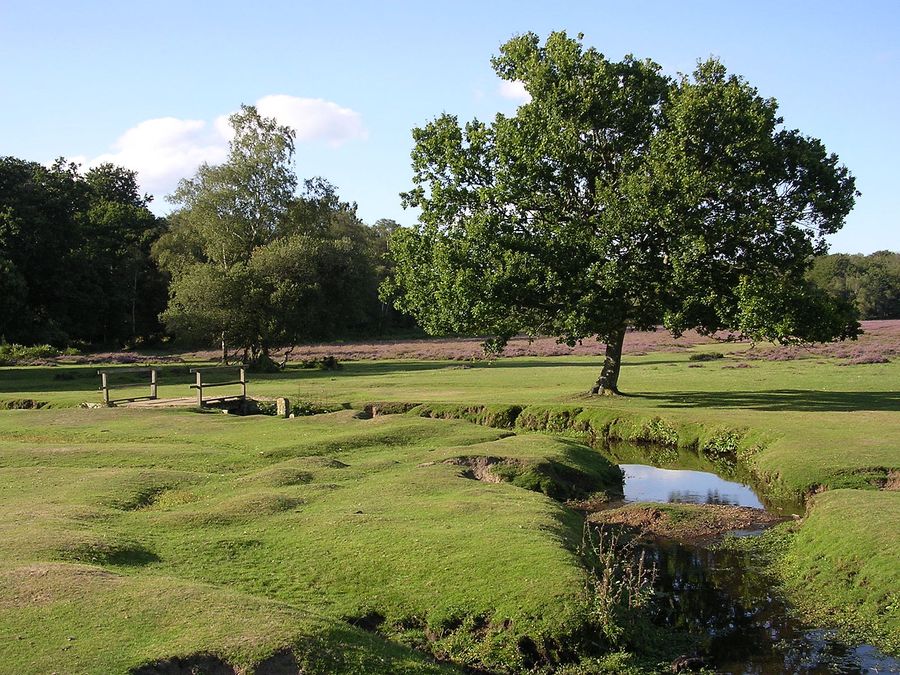 New Forest (eng. New Forest) — a national park in Great Britain.