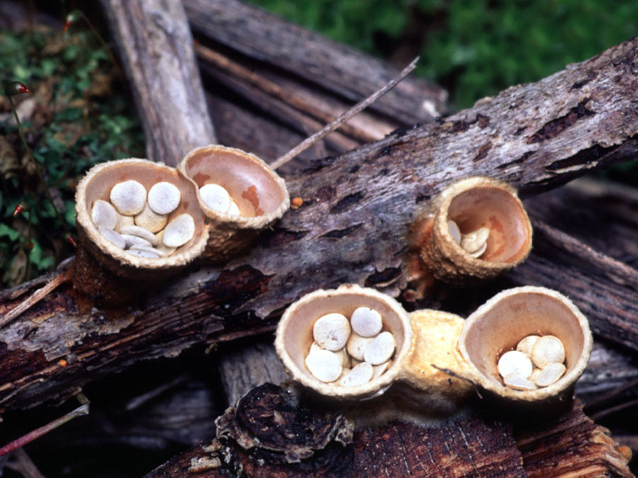 Птичье гнездо&nbsp;(Nidulariaceae). Этот плесневелый гриб встречается в основном в Новой Зеландии. Форма, благодаря которой гриб получил свое название, — это оригинальное решение для распространения спор. В яйцах-спорах накапливается дождевая вода, в конце концов, такое «яйцо» прорывается и выстреливает спорами на расстояния до 1 метра.
