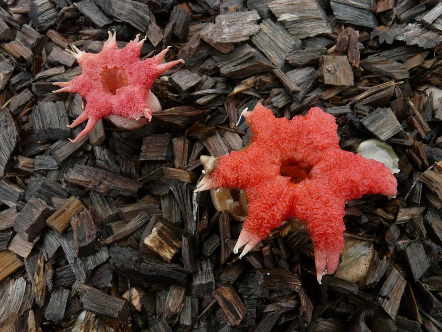 Marine fungus (Aseroe rubra) is quite common in Australia. Mushroom that exudes a smell of rotten meat, which attracts flies (spread its spores).
Translated by «Yandex.Translator»