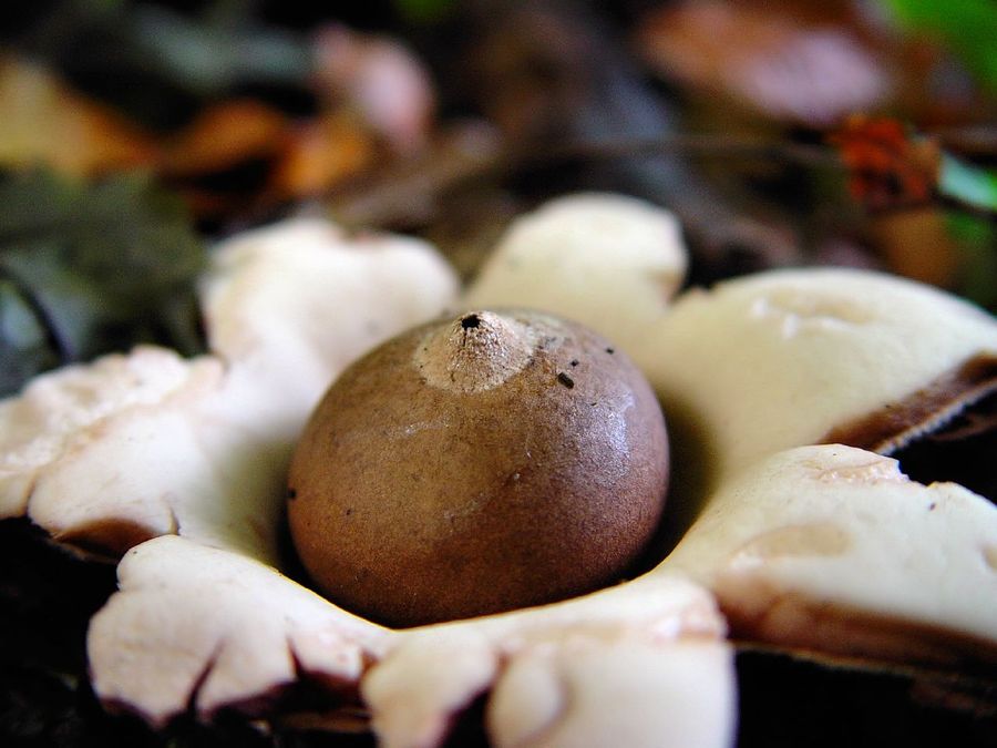 Земляная звезда (Geastrum rufescens) напоминает грибы-дождевики, и отличается в основном лишь наличием «звезды»-подложки, которая раскрывается сразу же, как только гриб появляется из-под земли.
