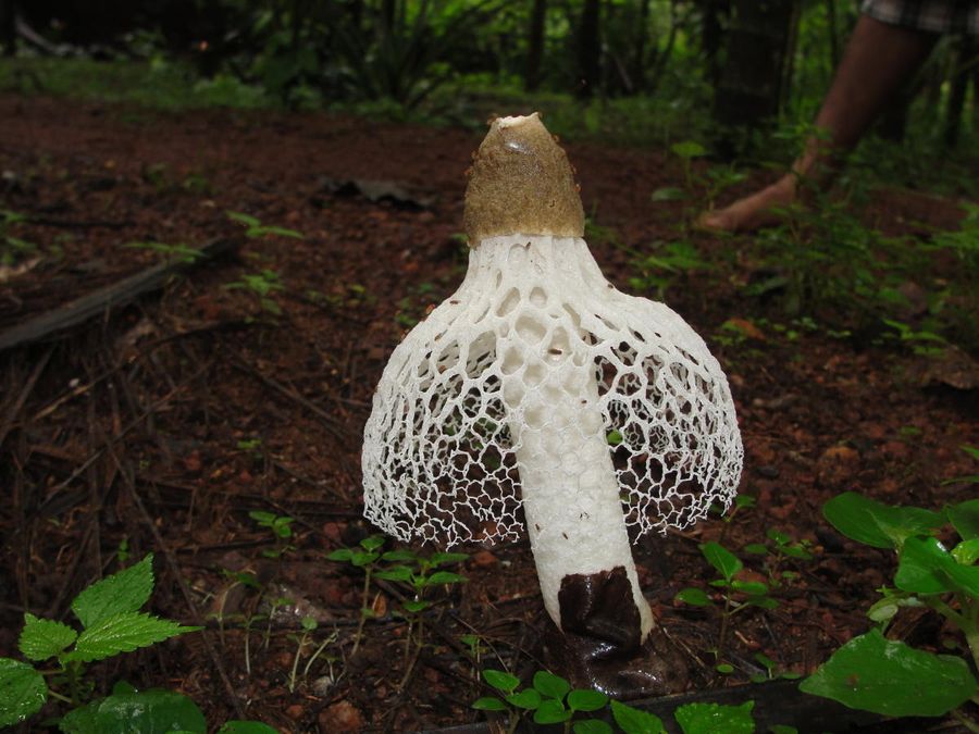 "Lady with veil", or bamboo fungus (Phallus indusiatus Vent.). The fungus uses the "veil" to attract the flies - peddlers in the dispute.
Translated by «Yandex.Translator»