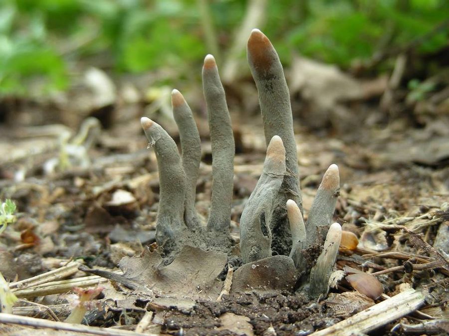 It is worth noting that the name dead man's Fingers is not rigidly assigned to any one species of fungi, although often referred to as the fungus Xylaria polymorpha. Sometimes this name is used for another species of Xylaria. Many of them also possess a certain similarity with the hand of a dead man.
Translated by «Yandex.Translator»