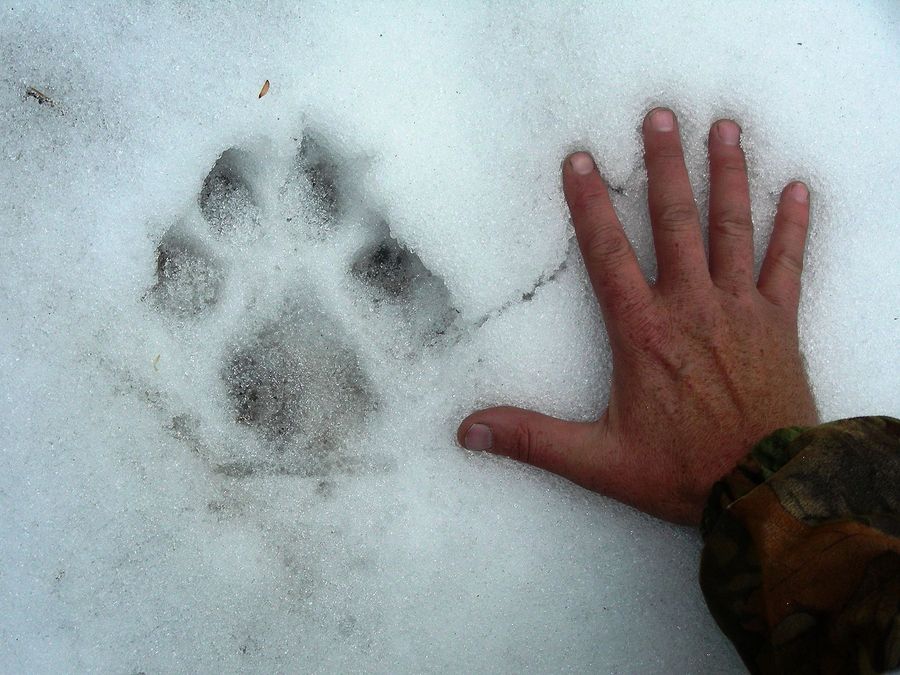 Comparación del Tamaño de una huella de lobo y una mano humana en la nieve