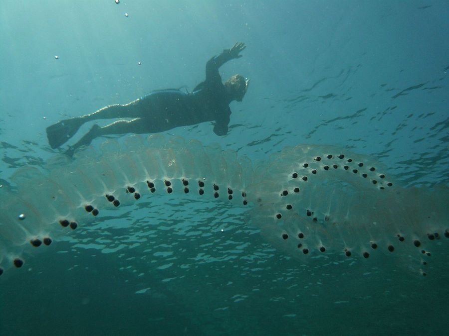 Sulphide or salp - squad tunicates of the class salp, which include only the family Salpidae. Free-floating marine creatures that live mainly in surface waters of the ocean (to depths of several hundred metres), which sometimes form huge clusters (samten in the form of spirals). In total there are about 30 species of talpid. They live in all oceans except the Arctic. Have the ability to glow (due to the symbiotic bacteria).
Translated by «Yandex.Translator»