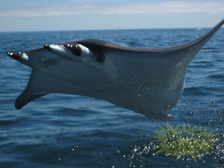 Raya Мобула a corta distancia.

Raya Мобула pariente Marinas, los demonios que habitan en el golfo de méxico.

Los representantes de este tipo de rayas saltan fuera del agua a pocos metros de distancia, выделывая en el aire inconcebibles volteretas y piruetas.

Se toman ovni sobre la superficie del agua (principalmente en la foto).
Traducido del servicio de «Yandex.Traductor»