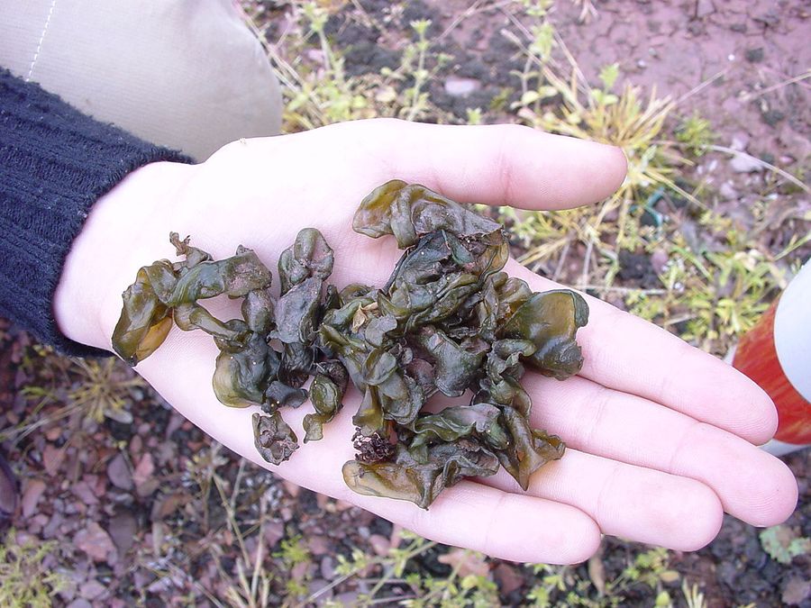 Носток. Género cianobacterias orden Ностоковые (Nostocales). Los representantes de tipo distribuido en el suelo, en la parte inferior de hábitat de agua dulce, con menos frecuencia en los mares. También crecen como симбионта en лишайниках y en algunas plantas superiores.
Traducido del servicio de «Yandex.Traductor»