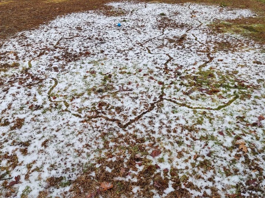 Message from u/OffTandem
The way the snow melts in my backyard shows the branched tunnels of voles under it.
