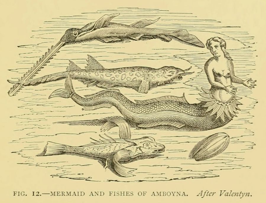 Mermaid of the type inhabiting the Dutch East Indies. Valentijn’s mermaid, after Fallours. Lee, Henry. Sea Fables Explained. 1883.