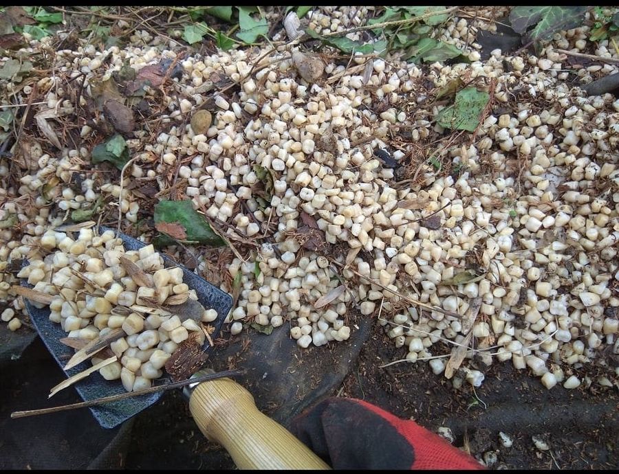 The owners have collected ten buckets with artificial teeth.

Photo: police of the Czech Republic
Translated by «Yandex.Translator»