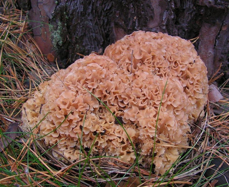 Sparassis crispa (Sparassis crispa(Wulfen) Fr.). This species is included in Red book of Russia. The kind of parasitic, derevorazrushayuschie. Fruiting bodies appear at the base of the trunks and stumps of conifers (pine, spruce, cedar, fir, larch).
Translated by «Yandex.Translator»