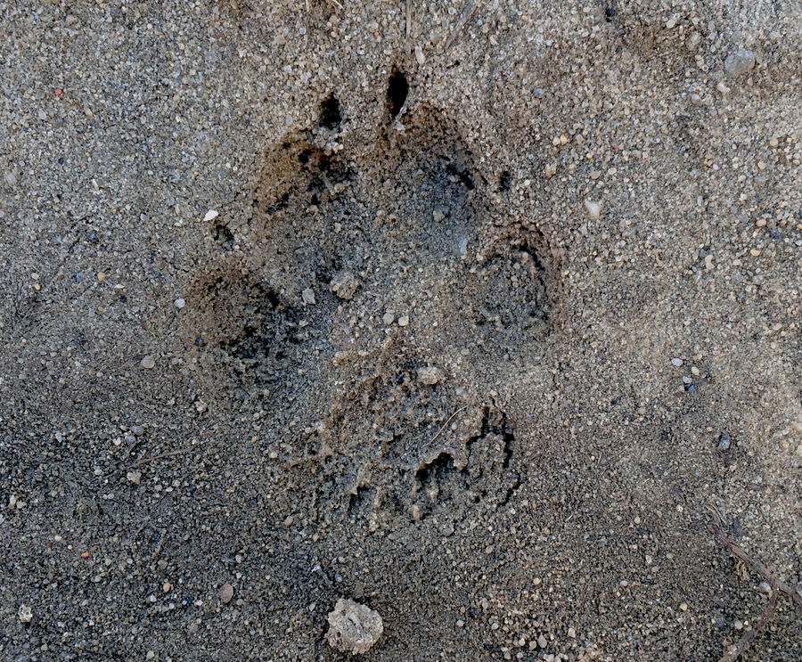 La huella de corral de un perro de tamaño mediano, el resto de la tierra mojada.

Tamaño: 6,5 x 4,8 cm

La distancia entre las marcas de: 10 cm (puede alcanzar hasta 30 cm)

Las características distintivas de la huella de la página de inicio (o de corral perros de rastro del animal salvaje de esta familia:


	la huella de las patas tiene una gran redondez de la
	los dedos del más fuerte растопырены
	laterales de los dedos menos отставлены atrás
	los extremos laterales de los dedos cubren los dedos casi hasta mediados de
	la huella de la parte posterior de las patas, ya que la parte delantera
	garras más torpe y amplias

Traducido del servicio de «Yandex.Traductor»