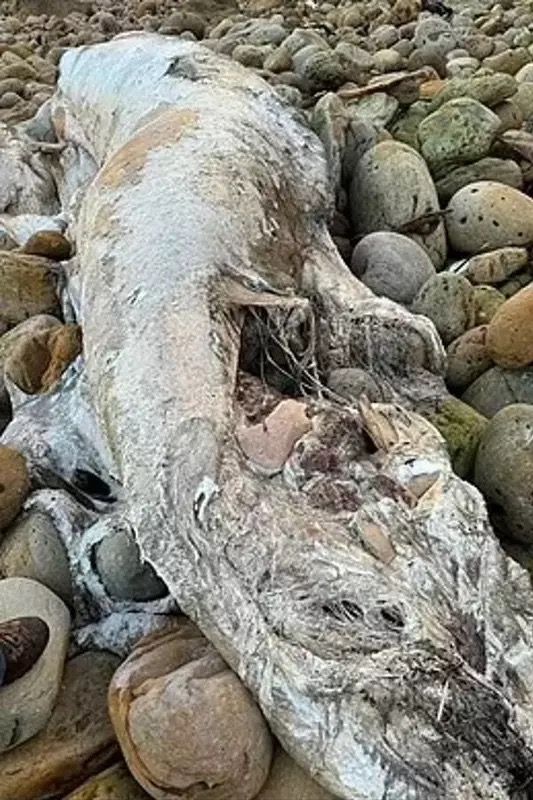 El misterioso animal marino podría ser algo así como una ballena con bigote, pero los expertos no pueden identificarlo de manera única / Caroline Pindar