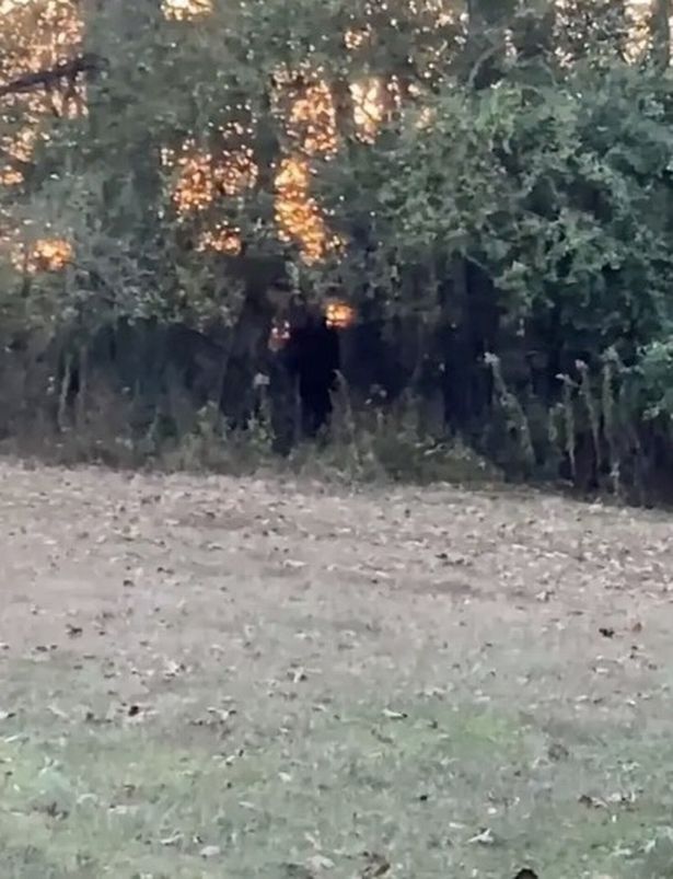 The footage shows a strange creature wandering among the trees (Image: @bigfootevidence/Twitter)