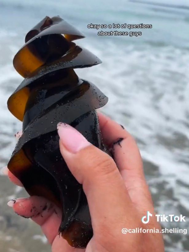 Image: california.shelling/TikTok