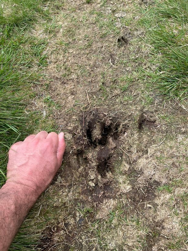 Informes recientes de avistamientos de grandes felinos molestaron a un trabajador del distrito de Peak.  Rastro del supuesto gato. (Snowdonia, domingo 12 de junio de 2022)