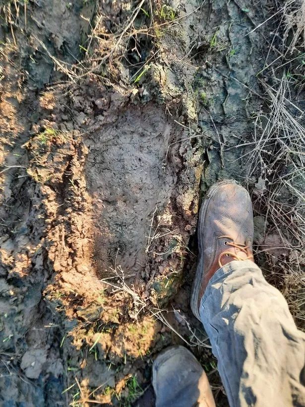 Chase's photos show that the prints were twice as large as his feet (Image: Bigfoot Believers/Facebook)