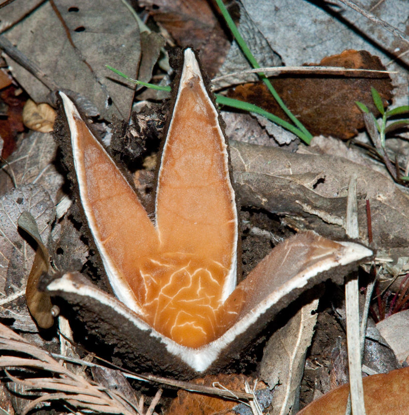 "Cigar devil" or "star of Texas" (Chorioactis geaster (Peck) Kupfer ex Eckblad). The mushroom represents something like a brown capsule that resembles a cigar. This fungus spreads 3-6 rays with a characteristic hissing and whistling in the spreading of spores, like smoke from a cigar. Once the fungus spores reveals — he becomes like a star.
Translated by «Yandex.Translator»